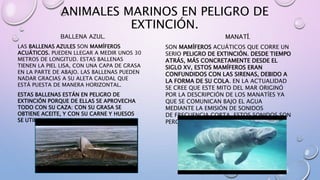 ANIMALES MARINOS EN PELIGRO DE
EXTINCIÓN.
BALLENA AZUL.
LAS BALLENAS AZULES SON MAMÍFEROS
ACUÁTICOS. PUEDEN LLEGAR A MEDIR UNOS 30
METROS DE LONGITUD. ESTAS BALLENAS
TIENEN LA PIEL LISA, CON UNA CAPA DE GRASA
EN LA PARTE DE ABAJO. LAS BALLENAS PUEDEN
NADAR GRACIAS A SU ALETA CAUDAL QUE
ESTÁ PUESTA DE MANERA HORIZONTAL.
ESTAS BALLENAS ESTÁN EN PELIGRO DE
EXTINCIÓN PORQUE DE ELLAS SE APROVECHA
TODO CON SU CAZA: CON SU GRASA SE
OBTIENE ACEITE, Y CON SU CARNE Y HUESOS
SE UTILIZA EN COMIDA.
MANATÍ.
SON MAMÍFEROS ACUÁTICOS QUE CORRE UN
SERIO PELIGRO DE EXTINCIÓN. DESDE TIEMPO
ATRÁS, MÁS CONCRETAMENTE DESDE EL
SIGLO XV, ESTOS MAMÍFEROS ERAN
CONFUNDIDOS CON LAS SIRENAS, DEBIDO A
LA FORMA DE SU COLA. EN LA ACTUALIDAD
SE CREE QUE ESTE MITO DEL MAR ORIGINÓ
POR LA DESCRIPCIÓN DE LOS MANATÍES YA
QUE SE COMUNICAN BAJO EL AGUA
MEDIANTE LA EMISIÓN DE SONIDOS
DE FRECUENCIA CORTA. ESTOS SONIDOS SON
PERCEPTIBLES AL OÍDO HUMANO.
 