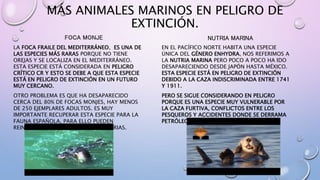 MÁS ANIMALES MARINOS EN PELIGRO DE
EXTINCIÓN.
NUTRIA MARINA
EN EL PACÍFICO NORTE HABITA UNA ESPECIE
ÚNICA DEL GÉNERO ENHYDRA, NOS REFERIMOS A
LA NUTRIA MARINA PERO POCO A POCO HA IDO
DESAPARECIENDO DESDE JAPÓN HASTA MÉXICO.
ESTA ESPECIE ESTÁ EN PELIGRO DE EXTINCIÓN
DEBIDO A LA CAZA INDISCRIMINADA ENTRE 1741
Y 1911.
PERO SE SIGUE CONSIDERANDO EN PELIGRO
PORQUE ES UNA ESPECIE MUY VULNERABLE POR
LA CAZA FURTIVA, CONFLICTOS ENTRE LOS
PESQUEROS Y ACCIDENTES DONDE SE DERRAMA
PETRÓLEO AL MAR.
FOCA MONJE
LA FOCA FRAILE DEL MEDITERRÁNEO, ES UNA DE
LAS ESPECIES MÁS RARAS PORQUE NO TIENE
OREJAS Y SE LOCALIZA EN EL MEDITERRÁNEO.
ESTA ESPECIE ESTÁ CONSIDERADA EN PELIGRO
CRÍTICO CR Y ESTO SE DEBE A QUE ESTA ESPECIE
ESTÁ EN PELIGRO DE EXTINCIÓN EN UN FUTURO
MUY CERCANO.
OTRO PROBLEMA ES QUE HA DESAPARECIDO
CERCA DEL 80% DE FOCAS MONJES, HAY MENOS
DE 250 EJEMPLARES ADULTOS. ES MUY
IMPORTANTE RECUPERAR ESTA ESPECIE PARA LA
FAUNA ESPAÑOLA, PARA ELLO PUEDEN
REINTRODUCIRLAS EN LAS ISLAS CANARIAS.
 