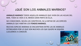 ¿QUÉ SON LOS ANIMALES MARINOS?
ANIMALES MARINOS TODOS AQUELLOS ANIMALES QUE VIVEN EN LAS AGUAS DEL
MAR, TODA SU VIDA O AL MENOS GRAN PARTE DE ELLA.
NO CONOCEMOS, SEGÚN LOS CIENTÍFICOS, NI LA MITAD DE LAS ESPECIES
ANIMALES QUE HABITAN LOS FONDOS MARINOS.
MUCHAS ESPECIES MARINAS SE ENCUENTRAN ENTRE LAS DE ANIMALES
EXTINGUIDOS POR LO QUE SON MUCHOS LOS QUE QUIZÁS NI SIQUERA
LLEGUEMOS A CONOCER.
 