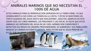 ANIMALES MARINOS QUE NO NECESITAN EL
100% DE AGUA
ESTOS ANIMALES PARA SU REPRODUCCIÓN DEPENDEN DE LA TIERRA FIRME, YA QUE
GENERALMENTE A SUS CRÍAS LAS TIENEN EN LA COSTA, Y ÉSTAS SE MANTIENEN UN
TANTO ALEJADAS DEL AGUA HASTA QUE SON JÓVENES- ADULTAS. EJEMPLOS DE ESTE
GRUPO SON LOS LOBOS MARINOS, LOS PINGÜINOS Y LAS FOCAS. ES DECIR QUE ESTOS
ANIMALES NO DEPENDEN DEL AGUA EN UN 100%, ADEMÁS SON CARNÍVOROS Y
DETECTAN SUS PRESAS EN GRANDES PROFUNDIDADES, SE SUMERGEN Y SUS PABELLONES
NASALES SE CIERRAN AUTOMÁTICAMENTE, PARA EVITAR QUE EL AGUA PENETRE EN
ELLOS, POR UN ESPACIO DE 20 MINUTOS.
 
