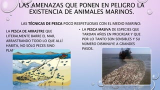 LAS AMENAZAS QUE PONEN EN PELIGRO LA
EXISTENCIA DE ANIMALES MARINOS.
LAS TÉCNICAS DE PESCA POCO RESPETUOSAS CON EL MEDIO MARINO:
LA PESCA DE ARRASTRE QUE
LITERALMENTE BARRE EL MAR,
ARRASTRANDO TODO LO QUE ALLÍ
HABITA, NO SÓLO PECES SINO
PLANTAS, CRUSTÁCEOS, CORALES…
• LA PESCA MASIVA DE ESPECIES QUE
TARDAN AÑOS EN PROCREAR Y QUE
POR LO TANTO SON SENSIBLES Y SU
NÚMERO DISMINUYE A GRANDES
PASOS.
 