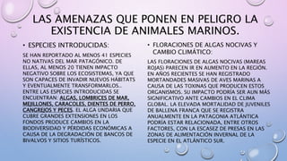 LAS AMENAZAS QUE PONEN EN PELIGRO LA
EXISTENCIA DE ANIMALES MARINOS.
• ESPECIES INTRODUCIDAS:
SE HAN REPORTADO AL MENOS 41 ESPECIES
NO NATIVAS DEL MAR PATAGÓNICO. DE
ELLAS, AL MENOS 20 TIENEN IMPACTO
NEGATIVO SOBRE LOS ECOSISTEMAS, YA QUE
SON CAPACES DE INVADIR NUEVOS HÁBITATS
Y EVENTUALMENTE TRANSFORMARLOS..
ENTRE LAS ESPECIES INTRODUCIDAS SE
ENCUENTRAN: ALGAS, LOMBRICES DE MAR,
MEJILLONES, CARACOLES, DIENTES DE PERRO,
CANGREJOS Y PECES. EL ALGA UNDARIA QUE
CUBRE GRANDES EXTENSIONES EN LOS
FONDOS PRODUCE CAMBIOS EN LA
BIODIVERSIDAD Y PÉRDIDAS ECONÓMICAS A
CAUSA DE LA DEGRADACIÓN DE BANCOS DE
BIVALVOS Y SITIOS TURÍSTICOS.
• FLORACIONES DE ALGAS NOCIVAS Y
CAMBIO CLIMÁTICO:
LAS FLORACIONES DE ALGAS NOCIVAS (MAREAS
ROJAS) PARECEN IR EN AUMENTO EN LA REGIÓN.
EN AÑOS RECIENTES SE HAN REGISTRADO
MORTANDADES MASIVAS DE AVES MARINAS A
CAUSA DE LAS TOXINAS QUE PRODUCEN ESTOS
ORGANISMOS. SU IMPACTO PODRÍA SER AUN MÁS
SIGNIFICATIVO ANTE CAMBIOS EN EL CLIMA
GLOBAL. LA ELEVADA MORTALIDAD DE JUVENILES
DE BALLENA FRANCA QUE SE REGISTRA
ANUALMENTE EN LA PATAGONIA ATLÁNTICA
PODRÍA ESTAR RELACIONADA, ENTRE OTROS
FACTORES, CON LA ESCASEZ DE PRESAS EN LAS
ZONAS DE ALIMENTACIÓN INVERNAL DE LA
ESPECIE EN EL ATLÁNTICO SUR.
 