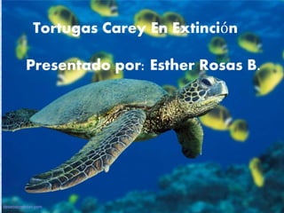 Tortugas Carey En Extinción
Presentado por: Esther Rosas B.
 