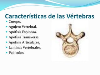 Características de las Vértebras
 Cuerpo.

 Agujero Vertebral.
 Apófisis Espinosa.
 Apófisis Transversa.
 Apófisis Articulares.
 Laminas Vertebrales.
 Pedículos.

 