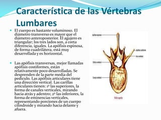 Característica de las Vértebras
Lumbares

 El cuerpo es bastante voluminoso. El
diámetro transverso es mayor que el

diámetro anteroposterior. El agujero es
triangular; los tres lados son, a corta
diferencia, iguales. La apófisis espinosa,
de forma cuadrilátera, está muy
desarrollada y es horizontal.

 Las apófisis transversas, mejor llamadas
apófisis costiformes, están
relativamente poco desarrolladas. Se
desprenden de la parte media del
pedículo. Las apófisis articulares tiene
una dirección vertical. Las carillas
articulares tienen: 1º las superiores, la
forma de canales verticales, mirando
hacia atrás y adentro; 2º las inferiores, la
forma de eminencias verticales,
representando porciones de un cuerpo
cilindroide y mirando hacia delante y
afuera.

 