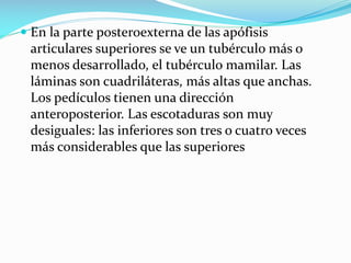  En la parte posteroexterna de las apófisis
articulares superiores se ve un tubérculo más o
menos desarrollado, el tubérculo mamilar. Las

láminas son cuadriláteras, más altas que anchas.
Los pedículos tienen una dirección
anteroposterior. Las escotaduras son muy
desiguales: las inferiores son tres o cuatro veces
más considerables que las superiores

 