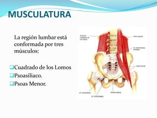 MUSCULATURA
La región lumbar está
conformada por tres
músculos:
Cuadrado de los Lomos

Psoasiliaco.
Psoas Menor.

 