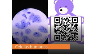Células humanas
 