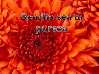 Presentación dgo  5° ord c