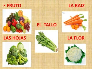 • FRUTO LA RAIZ
EL TALLO
LAS HOJAS LA FLOR
 