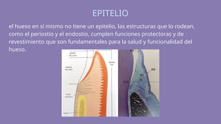 Presentación Diapositivas Anatomía Cuerpo Humano Ilustrativo Simple ...
