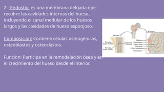 Presentación Diapositivas Anatomía Cuerpo Humano Ilustrativo Simple ...