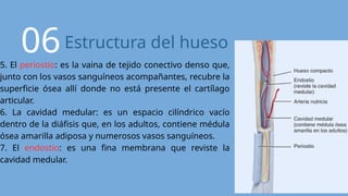 Presentación Diapositivas Anatomía Cuerpo Humano Ilustrativo Simple ...