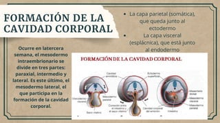 Presentación Diapositivas Biología Cuerpo Humano Vintage Marrón y ...