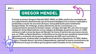 El monje austríaco Gregorio Mendel (1822-1884), en 1866, publicó los resultados de
sus experimentos demostrando que la herencia biológica era un hecho explicable y
predecible a través de una serie de leyes. Esta publicación pasó totalmente
desapercibida. Sin embargo, el descubrimiento de los cromosomas y su
comportamiento durante la división celular, a finales del siglo XIX, así como la mayor
utilización de las Matemáticas en los trabajos de Biología, propiciaron que, en 1.900,
volvieran a salir a la luz las leyes de Mendel. Se inicia el camino de una nueva ciencia
que, en 1.906, se llamó Genética. La Genética es la ciencia que estudia la transmisión,
expresión y evolución de los genes, segmentos de ADN, que controlan el
funcionamiento, el desarrollo y la apariencia final de los organismos. En 1902, Walter
Sutton y Theodor Boveri, de forma independiente, plantean la teoría cromosómica de
la herencia en la que se indica que los genes están situados en los cromosomas.
GREGOR MENDEL
 