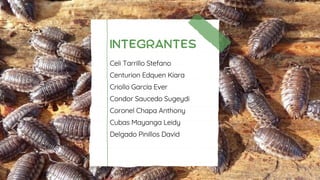 Presentación Diapositivas Proyecto de biología Ciencia Ilustrativo ...