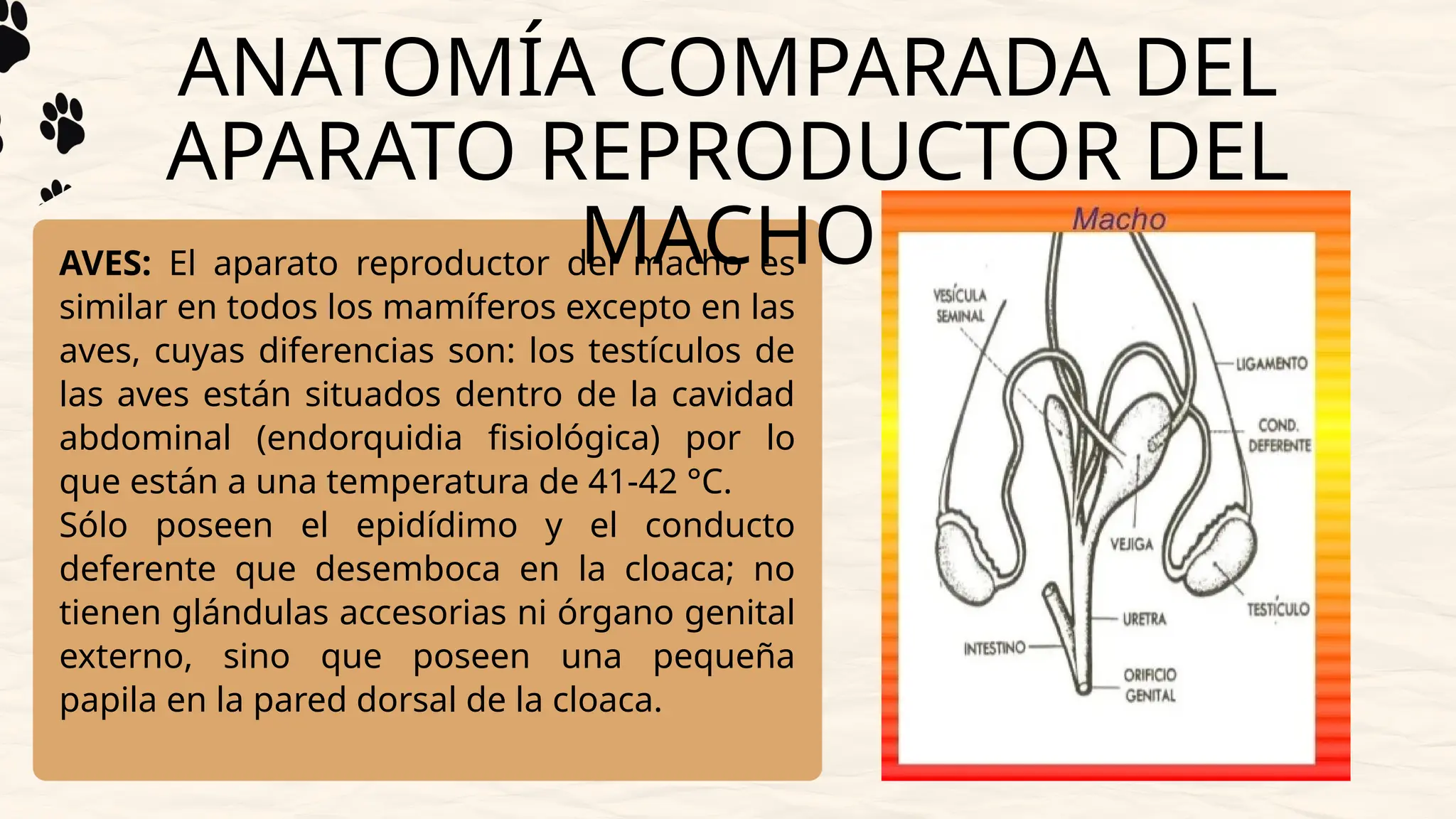 APARATO REPRODUCTOR DEL MACHO VETERINARIA PPTX aparato-reproductor-del-macho-veterinaria-pptx