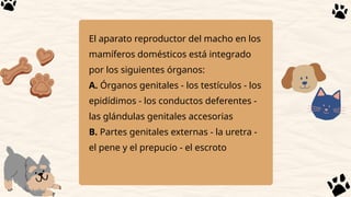 APARATO REPRODUCTOR DEL MACHO VETERINARIA PPTX aparato-reproductor-del-macho-veterinaria-pptx