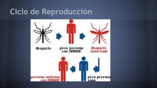 Ciclo de Reproducción 
 