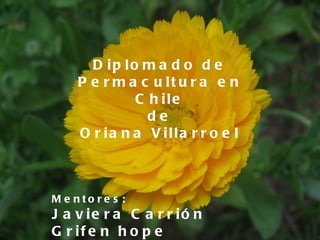Diplomado de Permacultura en Chile de Oriana Villarroel Mentores: Javiera Carrión  Grifen hope 