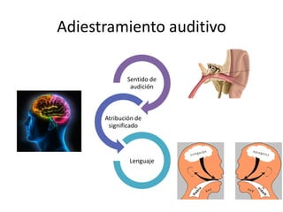 Adiestramiento auditivo

             Sentido de
              audición



      Atribución de
       significado




              Lenguaje
 
