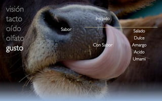 visión
tacto             Insípido

oído     Sabor               Salado
olfato                       Dulce
                 Con Sabor   Amargo
gusto                        Acido
                             Umami
 