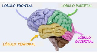 LÓBULO FRONTAL
LÓBULO TEMPORAL
LÓBULO PARIETAL
LÓBULO
OCCIPITAL
 