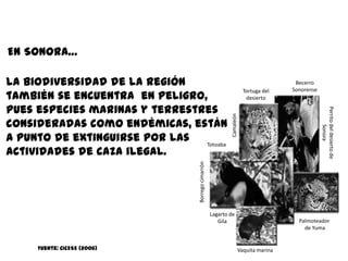 En Sonora…

La biodiversidad de la región                                                          Becerro
                                                                                      Sonorense
también se encuentra en peligro,
                                                                        Tortuga del
                                                                         desierto

pues especies marinas y terrestres




                                                                                                  Perrito del desierto de
                                                             Camaleón
consideradas como endémicas, están




                                                                                                          Sonora
a punto de extinguirse por las  Totoaba
actividades de caza ilegal.



                                  Borrego cimarrón

                                                     Lagarto de
                                                        Gila                            Palmoteador
                                                                                          de Yuma


     Fuente: CICESE (2006)                                          Vaquita marina
 