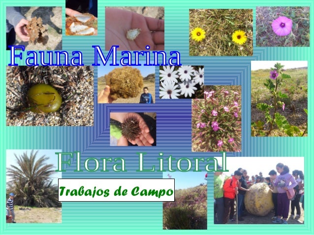 presentacin ecoescuela semana de la ciencia ceip federico garca lorca de la fuente pulp almera 8 638