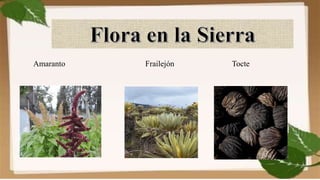 Amaranto Frailejón Tocte
 