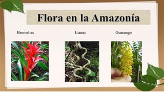 Bromelias Lianas Guarango
 