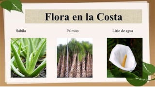 Sábila Palmito Lirio de agua
 