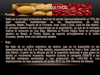 ALGUNOS CULTIVOS:
• Porotos:
  Salta es la principal productora nacional de poroto (aproximadamente un 70% del
  total nacional), localizándose en los departamentos de Gral.
  Güemes, Metán, Rosario de la Frontera, Anta, Orán y Gral. José de San Martín.
  El principal destino de esta leguminosa es la exportación, ya que en el mercado
  interno el consumo es muy bajo. Mientras el Poroto Negro tiene su principal
  destino en Brasil, el Poroto Alubia se exporta principalmente a la Unión
  Europea, donde tiene una demanda estable.
• Soja:
  Se trata de un cultivo extensivo de verano, que se ha expandido en los
  departamentos del Sur y el Este salteño, especialmente en Anta y Gral. José de
  San Martín. A partir de la década del 90 la superficie dedicada a este grano ha
  tenido un incremento incesante, llegando durante la campaña 2009/10 a las
  586.385 hectáreas sembradas y una producción de 1.420.500 tn. Las
  exportaciones de soja superaron en el año 2010 los 209 millones de dólares.
 