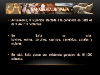 GANADERÍA DE SALTA

• Actualmente, la superficie afectada a la ganadería en Salta es
  de 3.262.703 hectáreas.


• En               Salta               se              crían
  bovinos, ovinos, porcinos, caprinos, camélidos, asnales y
  mulares.


• En total, Salta posee una existencia ganadera de 911.000
  cabezas.
 