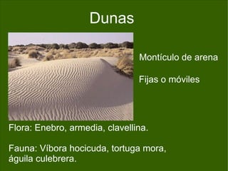 Arenas blancas y suaves pendientes Flora:  Barrón ,  Alhelí de mar ,  nardo marino . Fauna:  Lagartija colirroja ,  gaviotas ,  correlinos . 