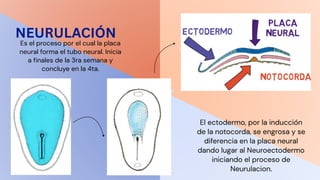 Neuroectodermo Embriología y Génetica basado en el libro Arteaga | PDF