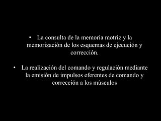 • La consulta de la memoria motriz y la
memorización de los esquemas de ejecución y
corrección.
• La realización del comando y regulación mediante
la emisión de impulsos eferentes de comando y
corrección a los músculos
 