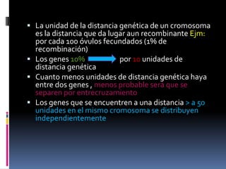 La unidad de la distancia genética de un cromosoma es la distancia que da lugar aun recombinante Ejm: por cada 100 óvulos fecundados (1% de recombinación) Los genes 10%                     por 10 unidades de distancia genéticaCuanto menos unidades de distancia genética haya entre dos genes , menos probable será que se separen por entrecruzamiento Los genes que se encuentren a una distancia > a 50 unidades en el mismo cromosoma se distribuyen independientemente  