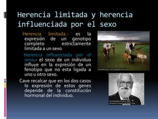 Herencialimitada y herenciainfluenciadapor el sexoHerencialimitada.- es la expresión de un genotipocompletoestrictamentelimitada a un sexoHerenciainfluenciadapor el sexo.- el sexo de un individuoinfluye en la expresión de un fenotipoque no estaligada a uno u otrosexo.  Cave recalcarque en los dos casos lo expresión de estos genes depende de la constitución hormonal del individuo.