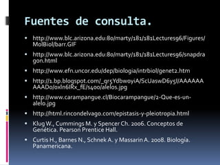 Fuentes de consulta.http://www.blc.arizona.edu:80/marty/181/181Lectures96/Figures/MolBiol/barr.GIFhttp://www.blc.arizona.edu:80/marty/181/181Lectures96/snapdragon.html http://www.efn.uncor.edu/dep/biologia/intrbiol/genet2.htmhttp://1.bp.blogspot.com/_qr5YdbwoyiA/ScUaswD6y5I/AAAAAAAAAD0/0xln6IRx_fE/s400/alelos.jpghttp://www.carampangue.cl/Biocarampangue/2-Que-es-un-alelo.jpghttp://html.rincondelvago.com/epistasis-y-pleiotropia.htmlKlug W., Cummings M. y Spencer Ch. 2006. Conceptos de Genética. Pearson Prentice Hall.Curtis H., Barnes N., Schnek A. y Massarin A. 2008. Biología. Panamericana.