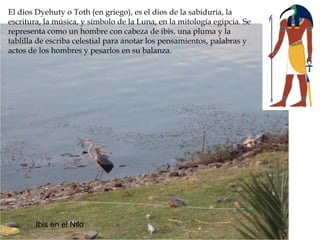 El dios Dyehuty o Toth (en griego), es el dios de la sabiduría, la
escritura, la música, y símbolo de la Luna, en la mitología egipcia. Se
representa como un hombre con cabeza de ibis, una pluma y la
tablilla de escriba celestial para anotar los pensamientos, palabras y
actos de los hombres y pesarlos en su balanza.
Ibis en el Nilo
 