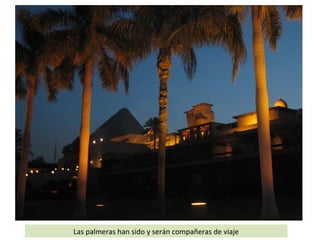 Las palmeras han sido y serán compañeras de viaje
 