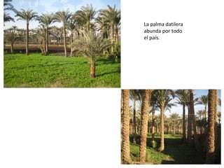 La palma datilera
abunda por todo
el país.
 