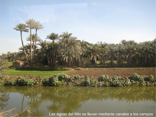 Las aguas del Nilo se llevan mediante canales a los campos
 