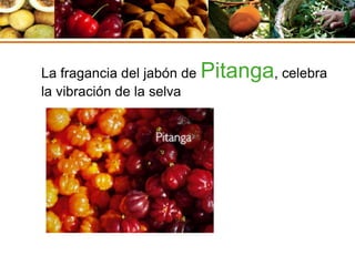 La fragancia del jabón de Pitanga, celebra
la vibración de la selva
 