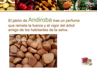 El jabón de Andiroba trae un perfume
que remete la fuerza y el vigor del árbol
amigo de los habitantes de la selva.
 