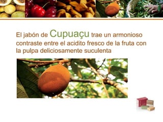 El jabón de Cupuaçu trae un armonioso
contraste entre el acidito fresco de la fruta con
la pulpa deliciosamente suculenta
 