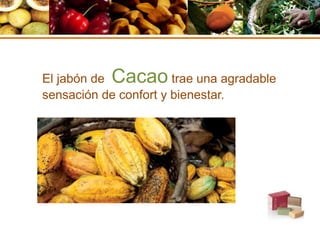 El jabón de Cacao trae una agradable
sensación de confort y bienestar.
 