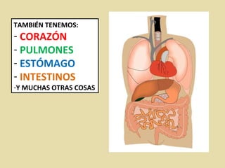 TAMBIÉN TENEMOS: CORAZÓN PULMONES ESTÓMAGO INTESTINOS Y MUCHAS OTRAS COSAS 