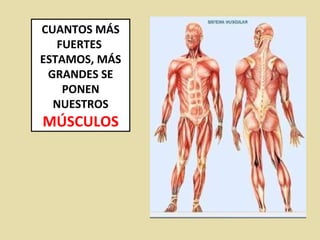 CUANTOS MÁS FUERTES  ESTAMOS, MÁS GRANDES SE PONEN NUESTROS  MÚSCULOS 